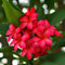 100 graines de fleurs de Champa