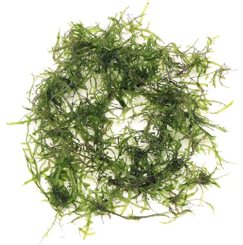 K2AQUA 10 Grams Taiwan Moss Taxiphyllum Alternans Live Aquarium Plant Vibrant Green Carpet Hanging Moss Easy Care for Fish Tank Aquascape Decoration Healthy Growth Low Maintenance Long Lasting