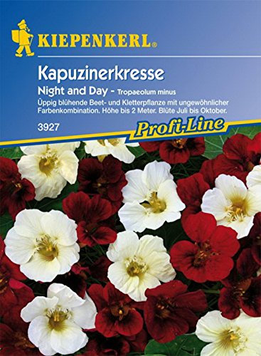 Kiepenkerl, Kapuzinerkresse, Tropaeolum minus Night und Day