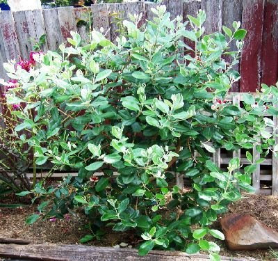 500 Pineapple Guava Baum Samen, Feijoa sellowiana