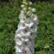 50 Semillas - Delphinium/Larkspur- rey blanco