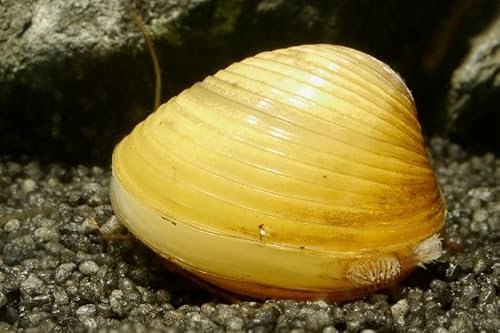 Garnelen Tom Goldene Körbchenmuschel, 3 Stück