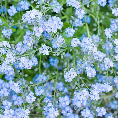 20 Pcs vergissmeinnicht samen im topf - Myosotis alpestris - stauden winterhart mehrjährig vergiss mein nicht samen, wildblumensamen mehrjährig winterhart balkonpflanzen deko wohnzimmer
