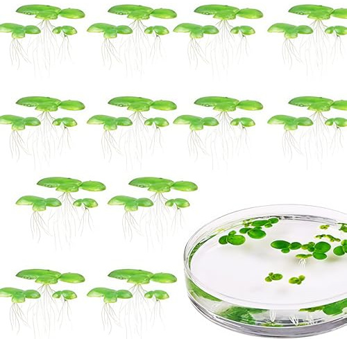 Montesy Paquete de 2 plantas flotantes artificiales para decoración de acuario