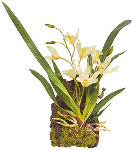Lucky Reptile Hänge-Orchidee (Terrarienpflanze), Farbe:Weiß