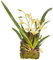 Lucky Reptile Hänge-Orchidee (Terrarienpflanze), Farbe:Weiß