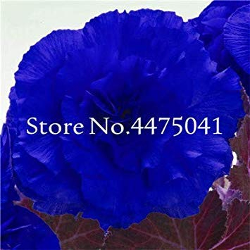 Potseed . Weiße Begonie 50 PC-Malus Spectabilis Rare Farbe Balkon Terrasse Blumen-Anlage für Hausgarten-Leicht zu wachsen Topf: 7