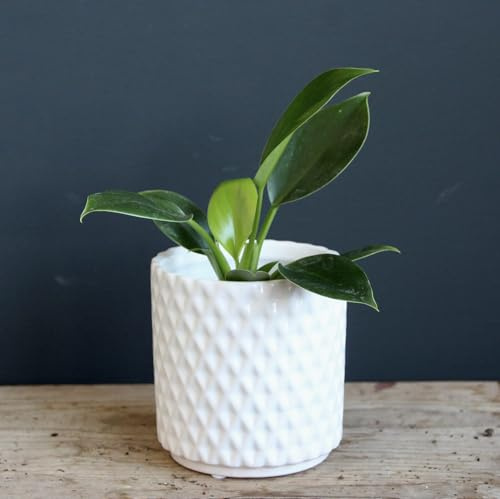 Philodendron Green Princess baby