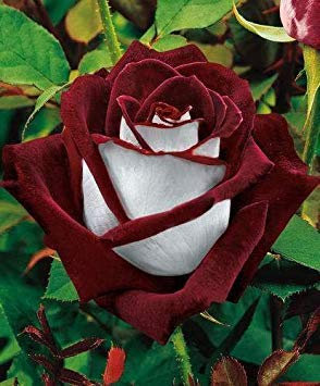 Potseed Germinazione I Semi: 20 Osiria Ibridi di Tea Rose Semi, Rare Sangue Esotico Rosso e Bianco Rosa Semina