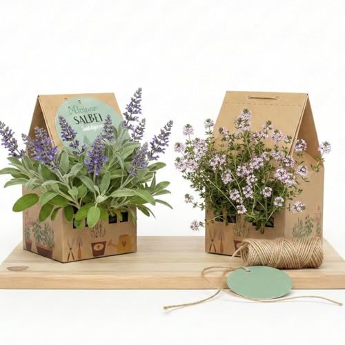 Kräutergarten Set im Minihaus, DIY Anzuchtset mit Basilikum, Bohnenkraut & Kresse, nachhaltiges Set für Fensterbank, Balkon & Garten, Geschenkidee für Hobbygärtner, Hobbyköche & Kräuterliebhaber