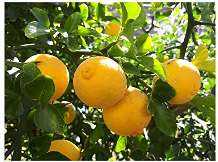 Japanese Garden Shrub Plant Hardy Lemon OR Japanese Bitter Orange, Citrus TRIFOLIATA (Poncirus) Great for Bonsai or Hedging - 6-8cm Tall Seedling