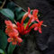 120 piezas semillas de plantas de interior de flores púbicas, Aeschynanthus, flores para balcon, jardin semillas de flores, plantas exóticas plantas en macetas para exteriores, jardín