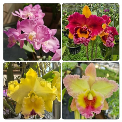 Cattleya orchideen 300samen gartenblumen | Schnelles Wachstum