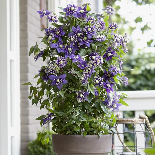 YouGarden Clematis Taiga, 3 x Established Climbing Plants in 9cm Pots with Unique Summer Flowers, Ready to Plant