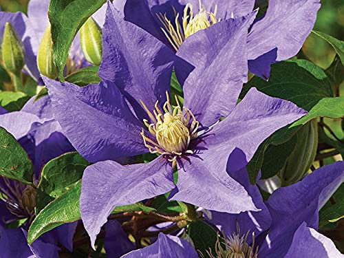 Clematis