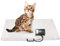 Haustierwaage Digitale Tierarztwaage 300kg Edelstahl Große robuste Tierwaage Drei Wiegeeinheiten kg/lb/oz mit Tara-Funktion LCD-Display für Tierkliniken Tierpflegegeschäfte