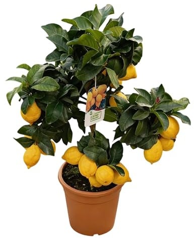 Echter Zitronenbaum Hochstamm, 80 cm Höhe, 20 cm Topf, Citrus Limon Pflanze mit Früchten