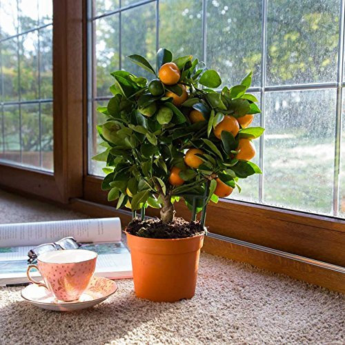 (Mandarin 40 * Ambizu *) 20 + 20pcs Eßbares Obst Mandarin Bonsai-Baum-Samen, Citrus Bonsai Mandarine Seeds