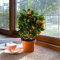 (Mandarin 40 * Ambizu *) 20 + 20pcs Eßbares Obst Mandarin Bonsai-Baum-Samen, Citrus Bonsai Mandarine Seeds