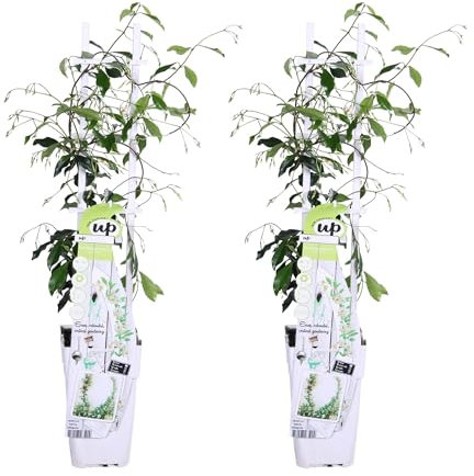 Jasmin étoilé - lot de 2 jasmins