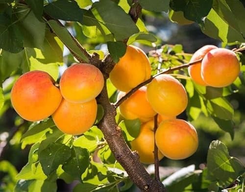 Aprikosenbaum Precoce di Imola – Prunus armeniaca, frühreife Aprikose, robuster Obstbaum 100–140 cm, aromatische Früchte, ideal für Garten & Kübel