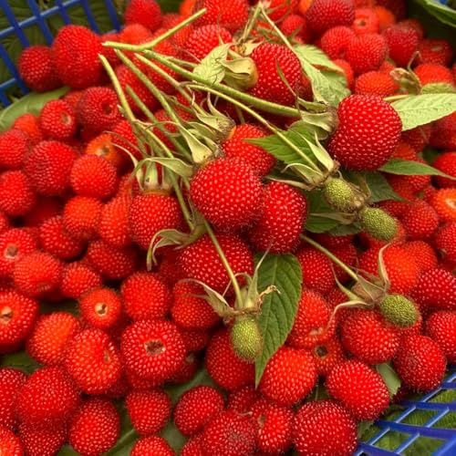 semillas de fresa silvestre perenne de fresca de fresa silvestre colgante de balcón columnares resistentes 85pcs