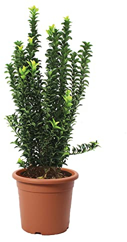 KENTIS - Euonymus Japonicus Benkomasaki - Japanische Evonimo - Heckenpflanze für draußen - Echte Rustikale Pflanze - H 50-60 cm Topf Ø 20 cm