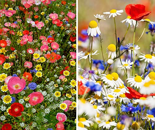 GBW Wildflower Seed Mix 20g - 100% Pure Wildflowers No Grass - Covers 6 m2 (65 ft2) - Premium Quality – 16 UK Varieties – Annuals & Perennials - Tailored to UK Climate – Trademark – 100% Refund