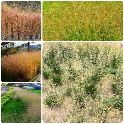 300 pcs rutenhirse samen - topfpflanzen draußen winterhart Panicum virgatum,Ziergras pflanzenkübel balkon hochbeet deko wohnzimmer modern plant garten geschenke für frauen indoor garten