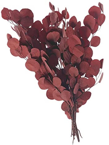Amosfun Apfel-eukalyptus-bündel Trockene Eukalyptuszweige Trockenblumen Für Vase Künstliche Zweige Getrocknete Eukalyptusstängel Blumengrünstiele Grüne Blätter Dekor Eukalyptus-Picks Rot