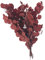 Amosfun Apfel-eukalyptus-bündel Trockene Eukalyptuszweige Trockenblumen Für Vase Künstliche Zweige Getrocknete Eukalyptusstängel Blumengrünstiele Grüne Blätter Dekor Eukalyptus-Picks Rot