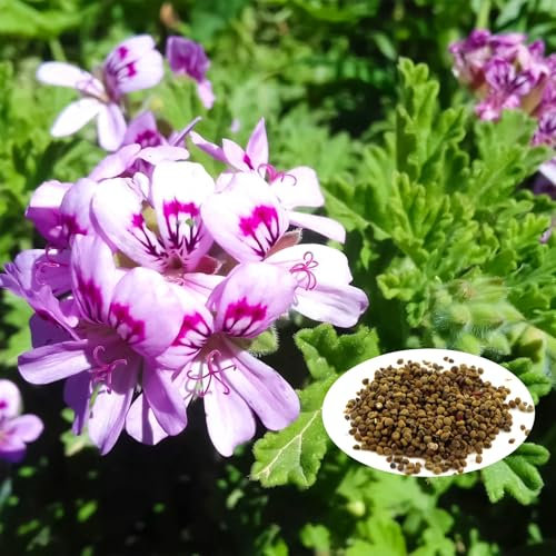 200Pcs Zitronengeranie Samen, zitronengeranie pflanze - Anti Mücken, Herrlich Duftend - Geranien Pflanzen