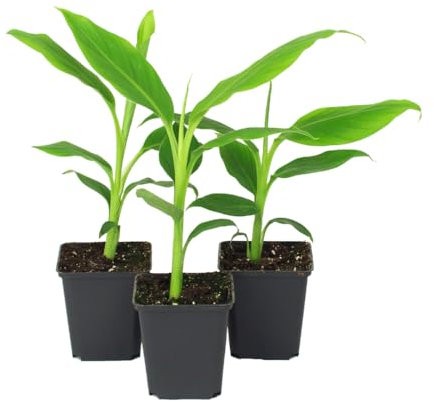 Exotische Musa Basjoo – Ihre winterharte, pflegeleichte Bananenpflanze für Garten, Balkon & Zuhause (3 Musa Basjoo in der Größe 25-35 cm)