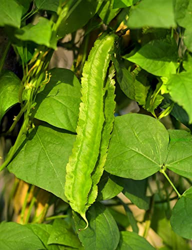 Just Seed Asparagus Pea - 50 Seeds