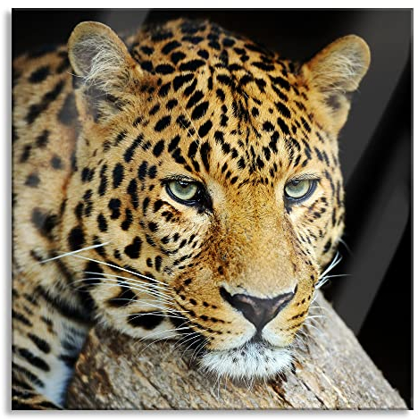 Pixxprint Glasbild, Wandbild auf Echtglas, Ruhiger Leopard, 80x80 cm, inkl. Aufhängung und Abstandshalter