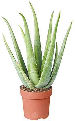 Aloe Vera | Pianta Grassa e Purificante per Interni |25-35cm