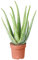 Aloe Vera | Pianta Grassa e Purificante per Interni |25-35cm