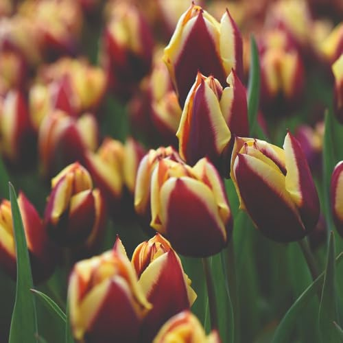 Tulip Gavota Bulbs – 8 Hardy Perennial Bulbs for Spring Colour – Deep Maroon with Yellow Edges – RHS AGM – Cut Flowers & Borders – Triumph Type – by Thompson and Morgan