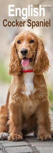 English Cocker Spaniel 2025: Original Avonside-Kalender – Slimline [Mehrsprachig] [Kalender] (Slimline-Kalender)