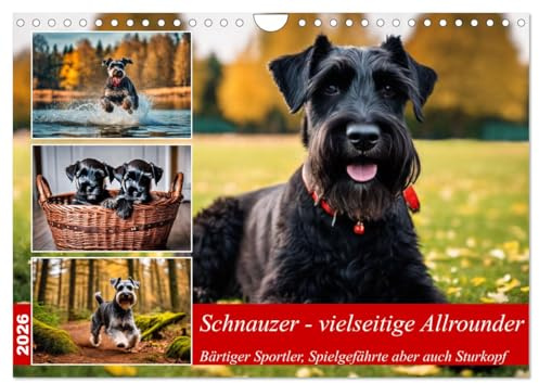 Schnauzer - vielseitige Allrounder (Wandkalender 2026 DIN A4 quer), CALVENDO Monatskalender: Bärtiger Sportler, Spielgefährte aber auch Sturkopf (CALVENDO Tiere)