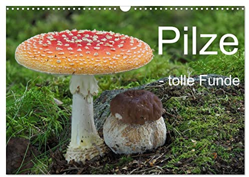 Pilze - tolle Funde (Wandkalender 2026 DIN A3 quer), CALVENDO Monatskalender: Ein Kaleidoskop außergewöhnlicher Pilzfunde. (CALVENDO Natur)