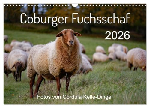 Coburger Fuchsschaf (Wandkalender 2026 DIN A3 quer), CALVENDO Monatskalender: Porträts und besondere Momentaufnahmen einer alten Schafrasse (CALVENDO Tiere)