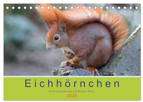 Eichhörnchen - Kleine Kobolde im Roten Pelz (Tischkalender 2025 DIN A5 quer), CALVENDO Monatskalender