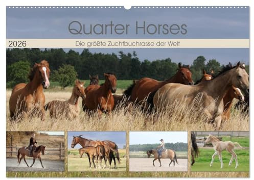 Quarter Horses - Die größte Zuchtbuchrasse der Welt (Wandkalender 2026 DIN A2 quer), CALVENDO Monatskalender: Quarter Horses Pferdezucht, Wandkalender mit 12 verschiedenen Fotos (CALVENDO Tiere)