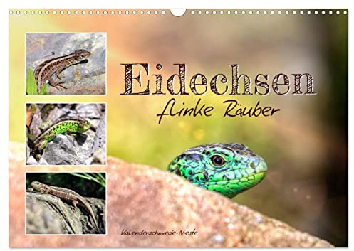 Eidechsen, flinke Räuber (Wandkalender 2026 DIN A3 quer), CALVENDO Monatskalender: Immer in Bewegung und ständig auf der Jagd. (CALVENDO Tiere)