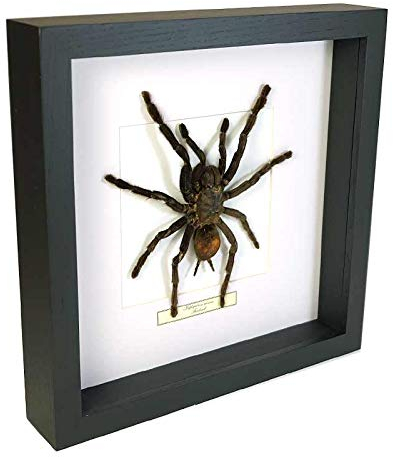 Pamphobeteus Antinous – Tarentule - Vrai Insect de taxidermie monté sous Verre dans Un Cadre Fait Main en Bois Noir
