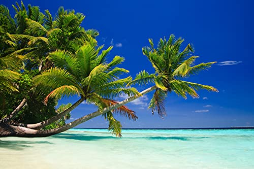 PALMEN Fototapete VLIES-400x260 cm (5052A)-Natur Landschaft Strand Meer Dünen Bäume Karibik Wandtapete-Inkl. Kleister-Vliestapete Bild Dekoration Wand-Dekor Moderne Motiv-Tapete Panorama Poster XXL