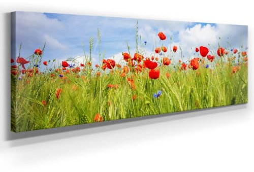 Panorama Leinwand Mohn im Sommer - als 150x50cm großes XXL Leinwandbild. Wandbild als Hintergrund und Deko für Wohnzimmer & Schlafzimmer. Aufgespannt auf Holzrahmen