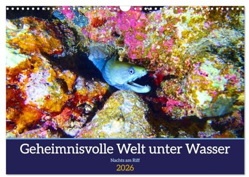 Geheimnisvolle Welt unter Wasser - Nachts am Riff (Wandkalender 2026 DIN A3 quer), CALVENDO Monatskalender: Faszination Nacht-Tauchgänge (CALVENDO Natur)