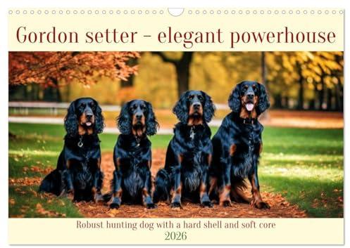 Gordon Setter - elegant powerhouse (Wall Calendar 2026 DIN A3 Landscape), CALVENDO 12 Month Wall Calendar: Robust hunting dog with a hard shell and soft core (CALVENDO Animals)